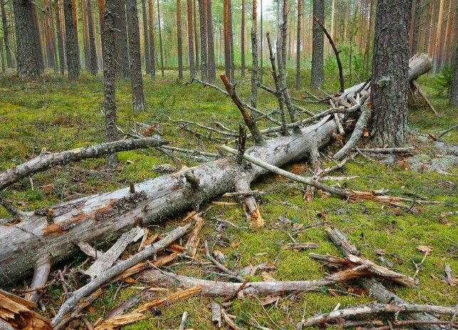 ПАМЯТКА  для граждан, осуществляющих заготовку и сбор валежника для собственных нужд ..